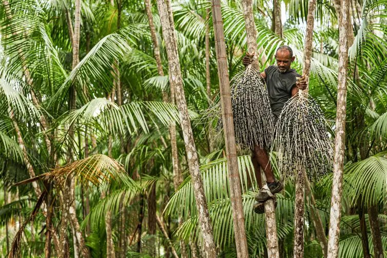 Marcelo Camargo/Agência Brasil Salvaterra (PA), 09/10/2025 - Valter dos Santos Barbosa, conhecido como Coroa, é um dos trabalhadores que fazem a colheita de açaí plantado em sistema de agrofloresta. Foto: Marcelo Camargo/Agência Brasil