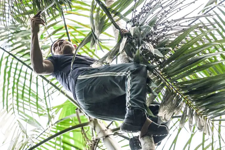 Belém (PA), 09/10/2025 - Gerson Teles, ex-operador de motosserra e agora responsável pelo Ygara Artesanal, mostra o processo de colheita do açaí. O empreendimento apresenta as vivências da floresta aos turistas e movimenta a economia da comunidade com cosméticos, artesanato e práticas sustentáveis. Foto: Marcelo Camargo/Agência Brasil