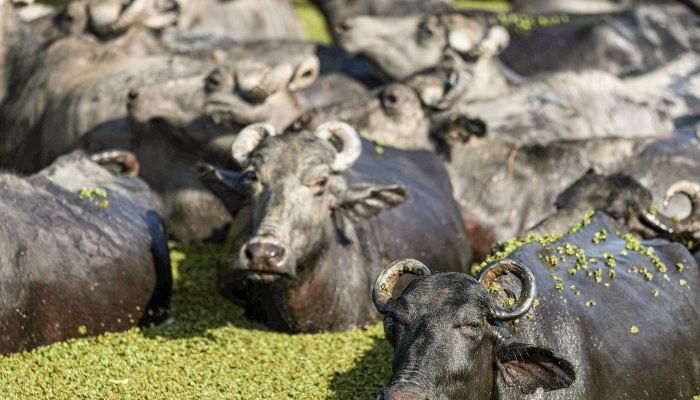 © Marcelo Camargo/Agência Brasil